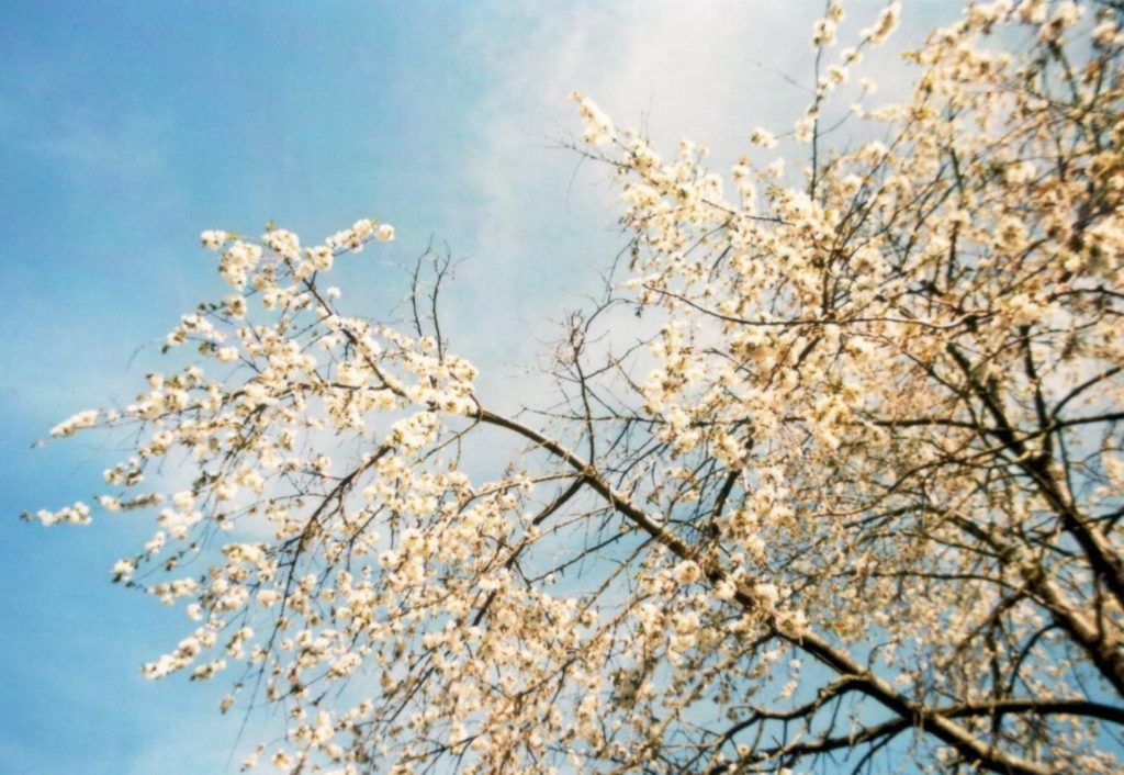 Zweig mit weißen Blüten, Frühling, blauer Himmel