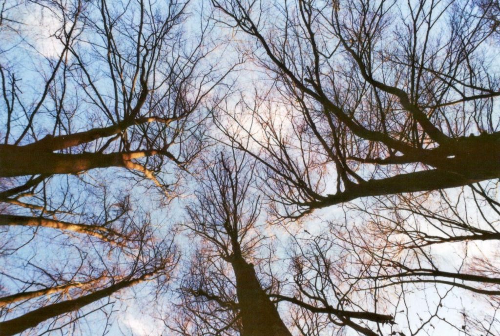 Baumkronen, kahl, ohne Blätter, blauer Himmel, Blick nach oben