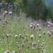 Wildblumen Slowakei